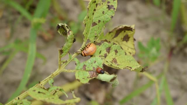 The larva of the Colorado potato beetle eats potato tops.