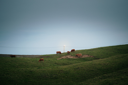 Cows on a field at night under a lamp
