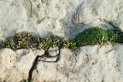 Plants growing in the crack of a rock
