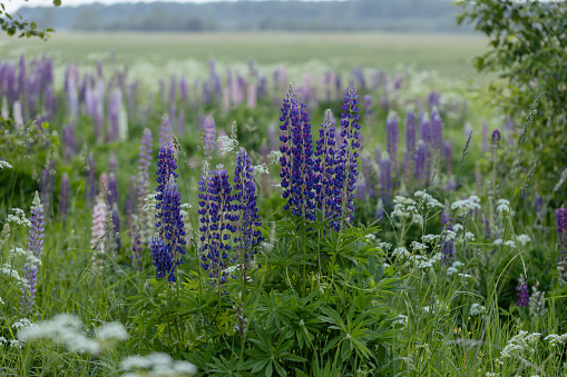 Lupine flowers in a foggy field during sunset in the Moscow region. High quality photo