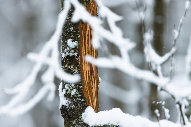 Trees damaged by deer.