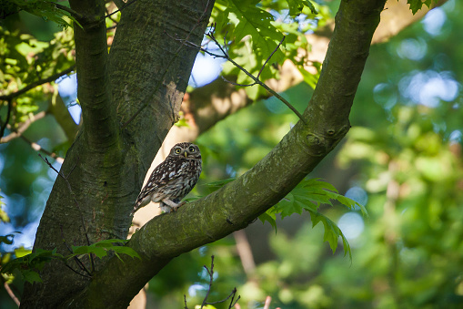 Little owl, bird in natural habitat.