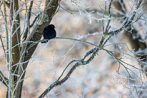 Common blackbird in a winter orchard
