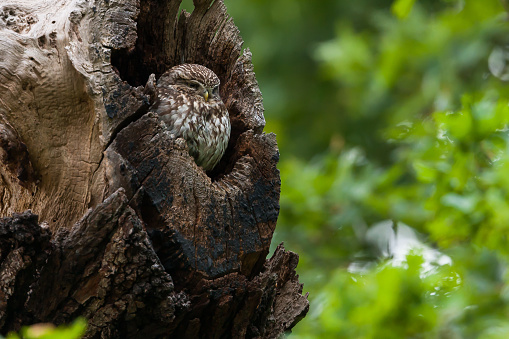 Little owl looking out from the hollow in the oak tree, bird in natural habitat. Owl's nest.