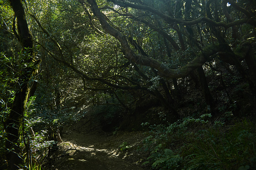 Path winds through a dense, green forest under a canopy of trees, tranquil scene in nature