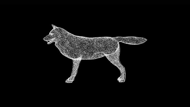 3D Wolf rotates on black background. Wild Animal concept. Wild Wolf. Business advertising backdrop. For title, text, presentation. 3d animation 60 FPS.