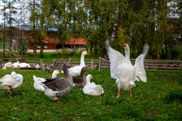Wide angle ilhouette ducks against warm sunset or sunrise inside a duck farm, Agricultural occupation the Duck farm