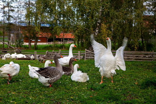 Many geese on their pasture, one spreading her wings