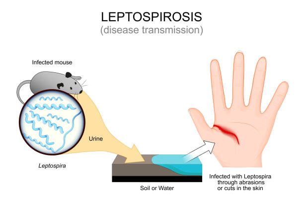Leptospirosis. Disease transmission from Infected mouse. Leptospirosis. Disease transmission from Infected mouse to Soil or Water, and palm. Infected with Leptospira through abrasions or cuts in the skin. Close-up of Spirochete bacteria. Vector illustration leptospira stock illustrations