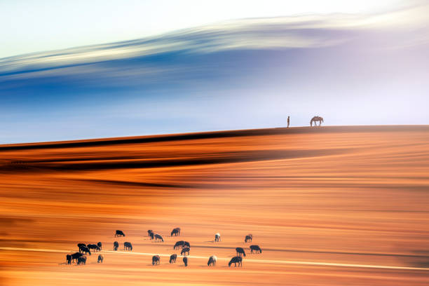 Shepherd and flocks of sheep.