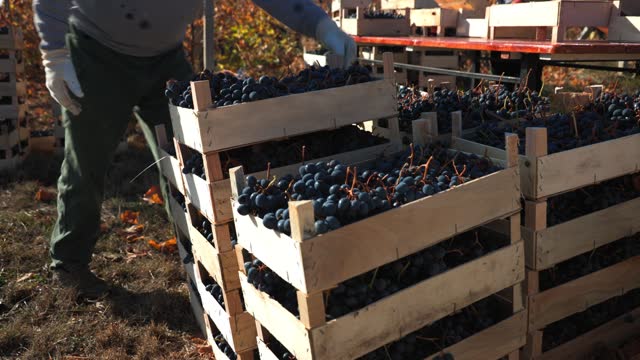 Grape Harvest Season Workers at Work