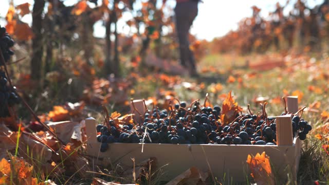 Seasonal Harvest Workers in the Vineyard