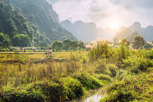A cyclist riding on a path through the lush fields of Halong Bay, Vietnam, with misty limestone mountains in the background during sunrise.