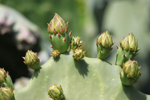 Multiple prickly pear buds resemble cupcakes in a row atop the large cactus