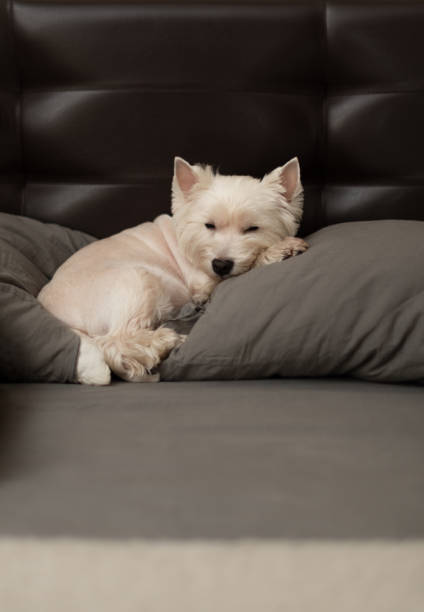 The West Highland White Terrier is lying on the bed on a pillow. home interior, bed with pillows.