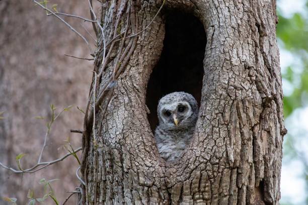 istock Baby Barred Owl 2094264450