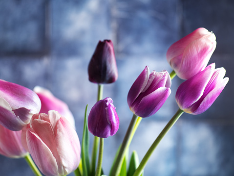 Bouquet of purple and pink tulips on a blue background