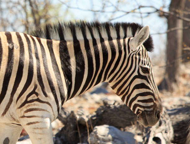 istock Close up of a Burchell Zebra Head and Neck 2094267176