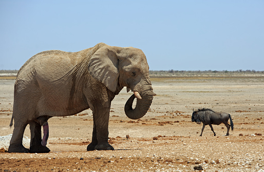 Large Lone African Elephant with curled trunk standing on the dry empty African Plains, with a wildebeest walking in the background. The wildebeest looks tiny against the elephant