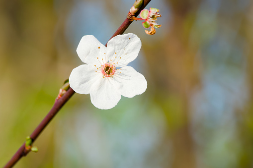 a white plum flower on a branch close-up