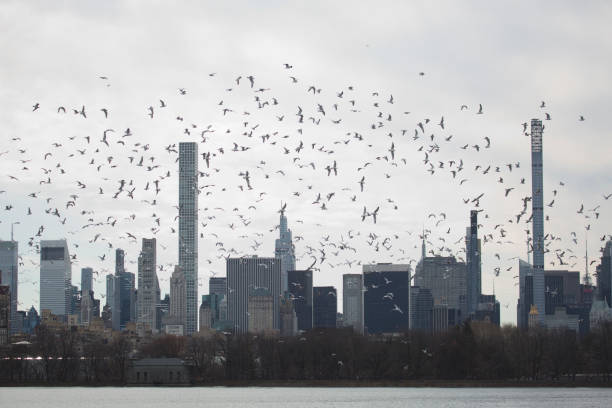 A flock of gulls flies around the Central Park Reservoir in NYC