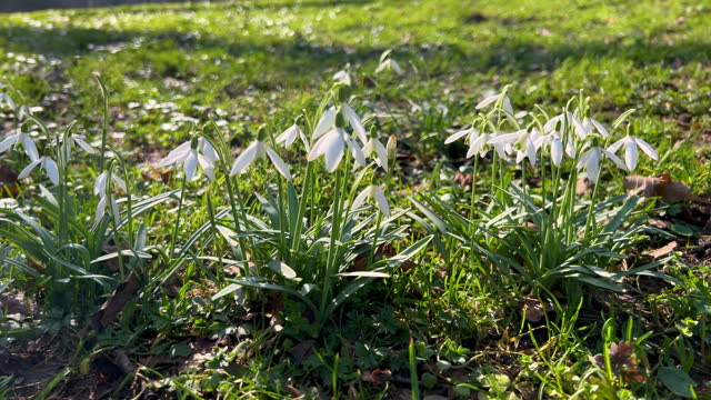 Galanthus or snowdrop on a background of green grass in spring.