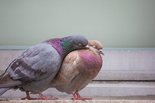 Two pigeons share a loving moment in New York City