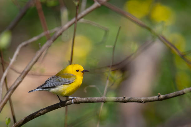 istock Yellow Bird on a Branch 2094289861