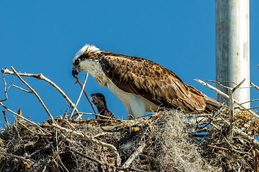 An adult osprey feeds pieces of fish to a chick in the nest in the Florida Everglades