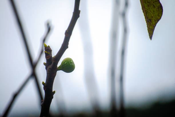 Delight in the succulence of a close-up fig fruit on its branch, capturing the wholesome essence of nature's bountiful harvest in vibrant and juicy detail.