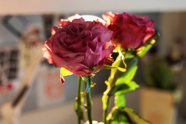 Beautiful pink roses in a vase on the table