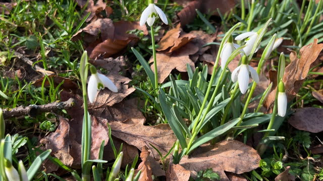 Galanthus or snowdrop among fallen oak leaves on the meadow in spring.