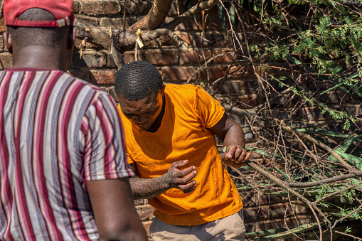 young african worker pulling branches from a fresh cut tree, together with his colleague, he is wearing an orange t-shirt and work clothes