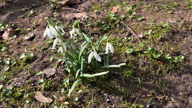 Galanthus or snowdrop among fallen oak leaves on the meadow in spring.