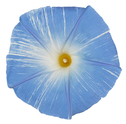 Studio Shot of Blue Colored Morning Glory Flower Isolated on White Background. Large Depth of Field (DOF). Macro. Close-up.