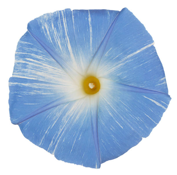 ipomoea flower isolated stock photo