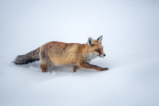 red fox immersed in the snow in winter, Valsavarenche Val D'aosta – Italy