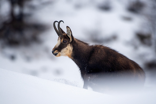 Alpine chamois in the snow in winter environment , valsavarenche Val D’aosta – Italy