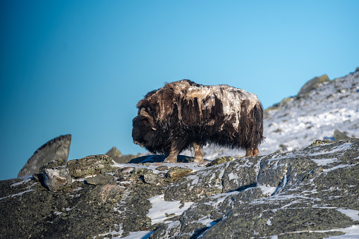 A bull male musk ox in a very cold winter environment, in the mountains of Dovrefjell National Park - Oppdal – Norway