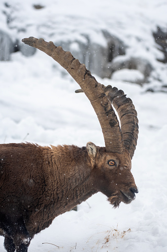 Portrait of male of Alpine mountain ibex in the snow in winter environment , valsavarenche Val D’aosta – Italy