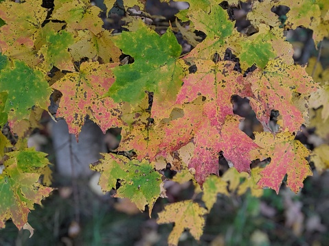 Colorful fall maple leaves on a tree in the forest