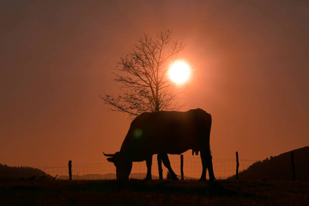 istock cow silhouette in the meadow in summertime and sunset background 2094338183