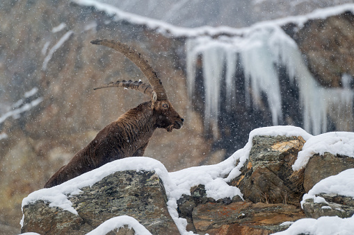 Big male of Alpine mountain ibex in the snow in winter environment , valsavarenche Val D’aosta – Italy