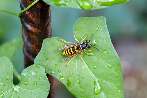 In the summer heat, the insects need water from watering the garden.