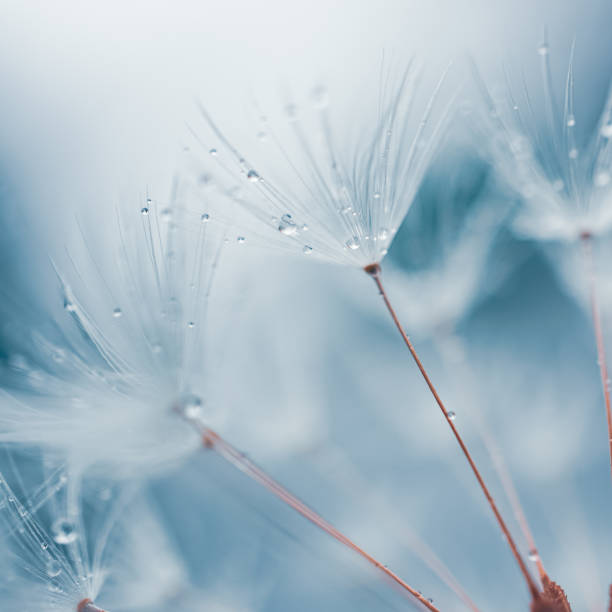 istock drops on the dandelion flower seed in springtime, blue background 2094341491