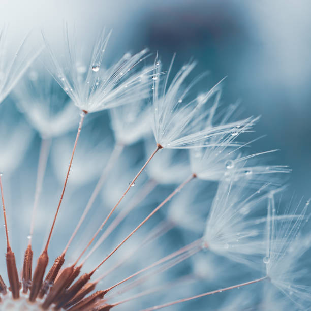 istock drops on the dandelion flower seed in springtime, blue background 2094341493