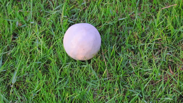 Polo Ball On Grass