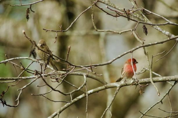 istock Mated pair of birds in the springtime 2094354260