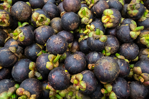 Colorful mangosteen, beautiful and delicious fruit, ready for distribution after sorting for quality.