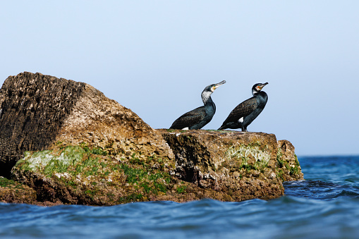 Two cormorants, Phalacrocorax carbo, on rock drying their plumage in La Mata, Spain